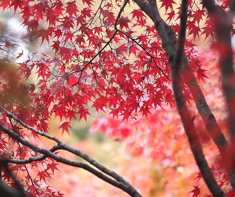 Japanese red maple in Kyoto