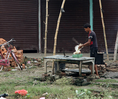 Chicken in Nepal