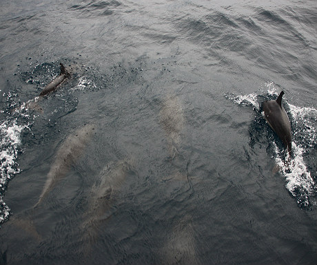 Dolphins