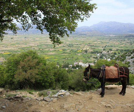 Donkey at Lasithi Plateau