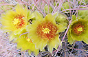 Cactus flower