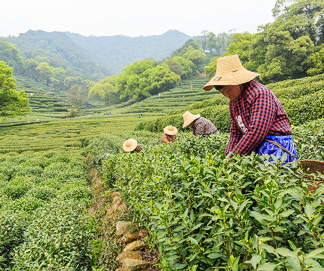 Hangzhou tea