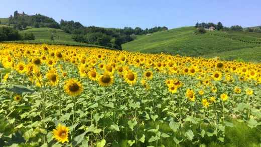 Scenery in Piedmont.