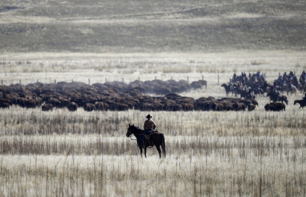 Antelope Island, Utah: Here you can also see the indisputably majestic herds of bison that roam across the hillsides, ...