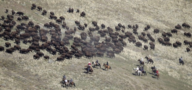 Antelope Island, Utah: Here you can also see the indisputably majestic herds of bison that roam across the hillsides, ...