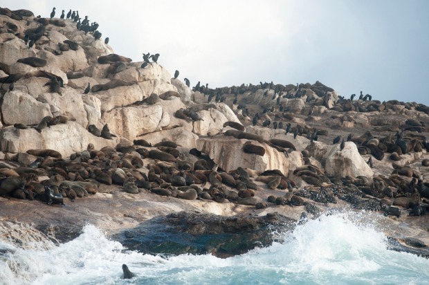 Seal Island, located in False Bay at the back end of Cape Town, South Africa, is home to 60,000-plus Cape Fur seals, who ...