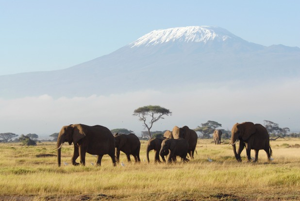 Mt Kilimanjaro, Tanzania: Kili's glaciated summit almost straddles the equator, but much of its popularity comes from ...