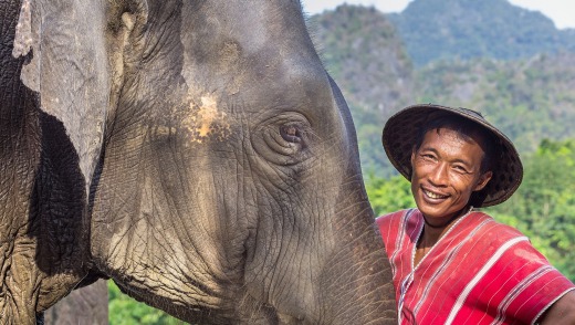 The luxury resort allows visitors to spend time with a herd of 12 elephants.