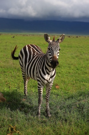 Ngorongoro Crater, Tanzania.