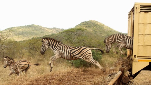 Thanda conservation efforts - zebra arrival.