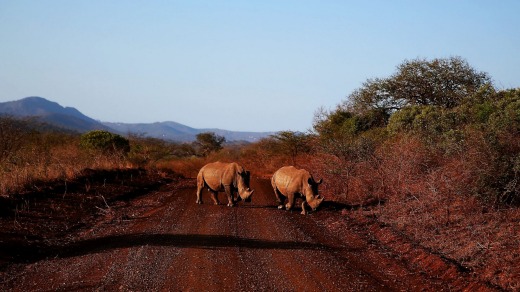 On safari at Thanda Private Game Reserve.