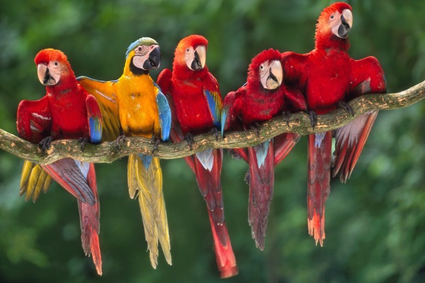 Amazon, Peru: Rise early to see thousands of macaws feeding at an Amazonian "clay lick".