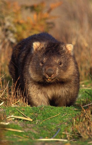 Maria Island, Tasmania. Common wombat.