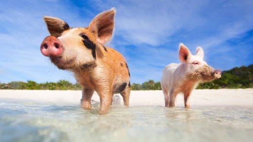 The swimming pigs of Exumas.