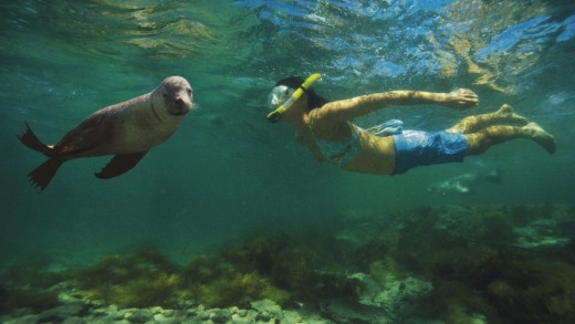 Swimming with the Sealions, Baird Bay, Eyre Peninsula.