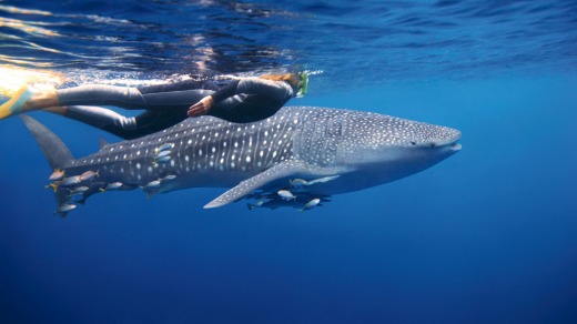 Whale shark Ningaloo Reef; Western Australia.