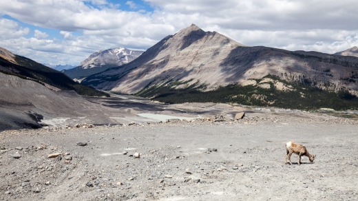 A lone mountain goat near Athabasca Glacier.