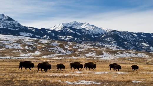 Migrating bison at Yellowstone National Park.