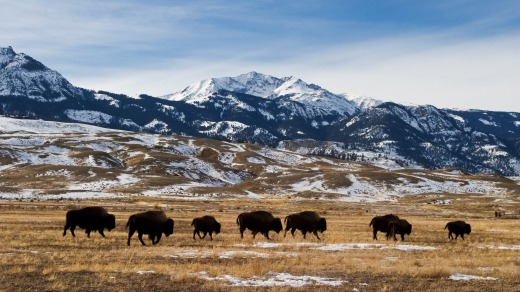 Migrating bison at Yellowstone National Park.