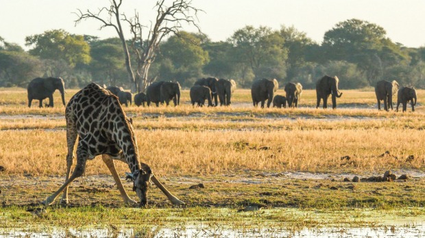 Animal watching at Imvelo Safari Lodges.