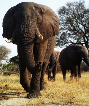 Hwange is known for its huge elephant population.
