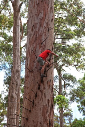 Australia’s scariest tourist attraction: Dave Evans Bicentennial Tree.