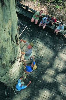 The Dave Evans Bicentennial Tree is no humdrum back garden sun-blocker.