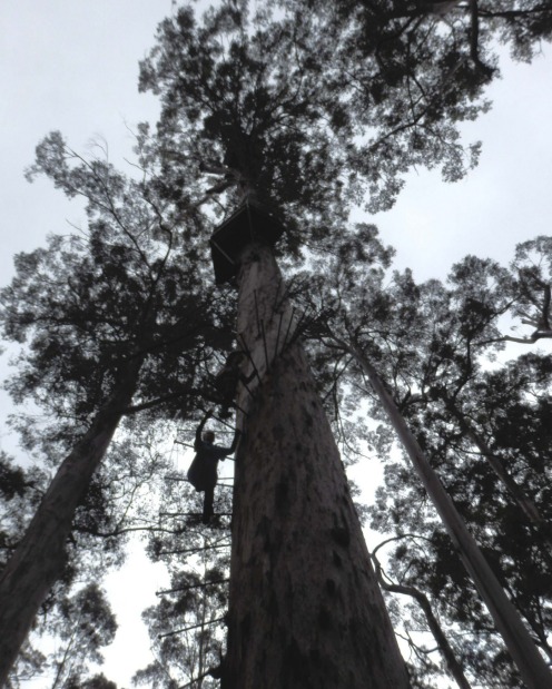It's 165 pegs to the top: Dave Evans Bicentennial Tree.