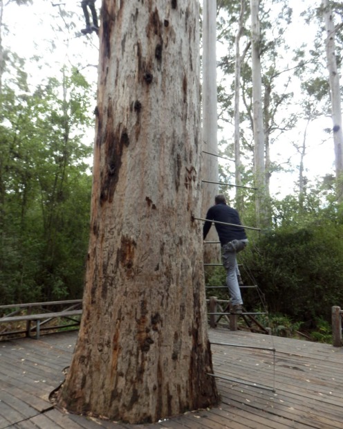 It's 165 pegs to the top: Dave Evans Bicentennial Tree.