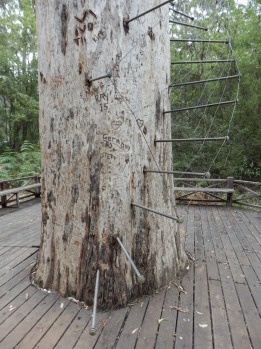 It is surrounded by some of the tallest trees on earth – the centuries-old karris of south-west WA – and nonchalantly ...