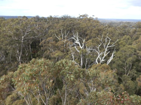 On a clear day, it's possible to see for 40-odd kilometres and the birds are flying beneath you.