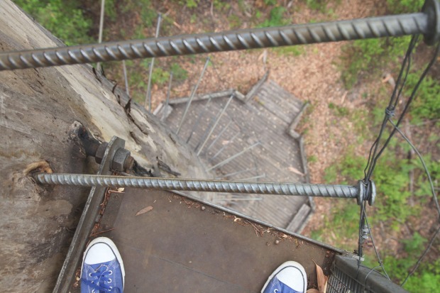 Australia’s scariest tourist attraction: Dave Evans Bicentennial Tree.