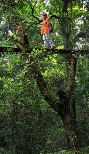 Rainforest canopy walk, Green Mountains.