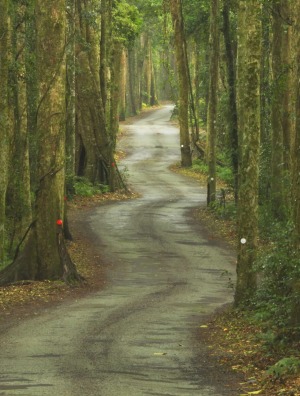 The road through the rainforest.