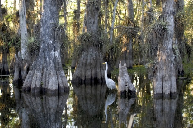 EVERGLADES NATIONAL PARK: While most of the US national parks feature soaring mountain scenery and plunging gorges, the ...