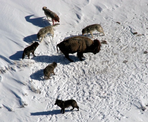 YELLOWSTONE NATIONAL PARK: It's the original - in 1872, Yellowstone became the world's first national park â€“ and ...