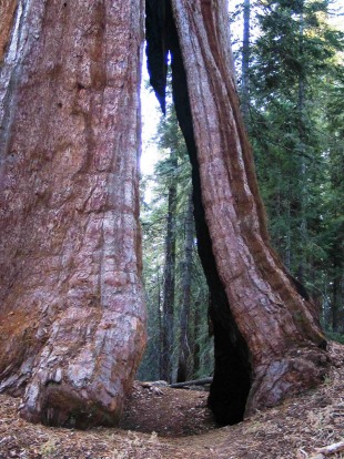 SEQUOIA NATIONAL PARK: This Californian escape's advertised highlight is the trees, in particular, the largest tree on ...