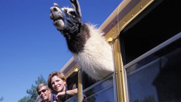 You'll meet some very colourful characters on buses in the Americas.