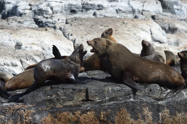 Some of the raucous locals.