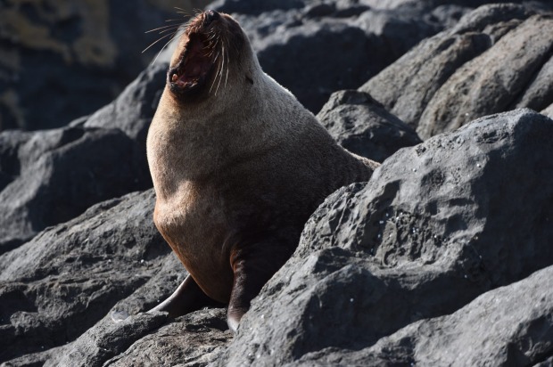 Montague island seal.