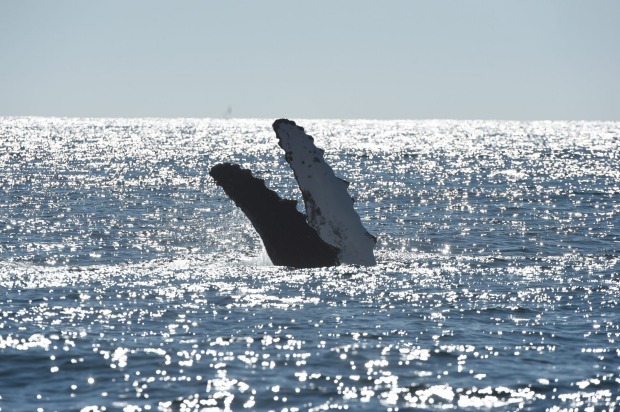 Humpback whales frolicking off the island.