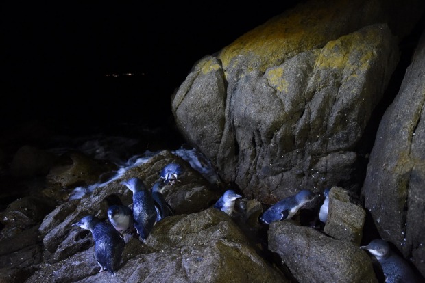 Little penguins come ashore on Montague Island.