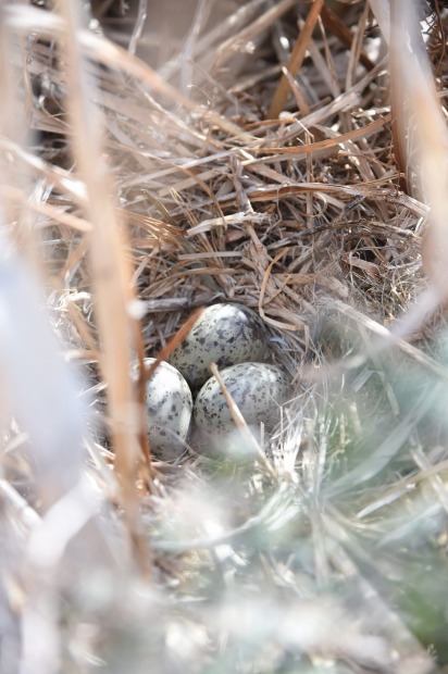 Silver gulls eggs.