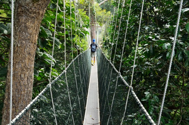 The canopy walk in Taman Negara National Park, Malaysia is the world's longes consisting of 10 linked footbridges ...