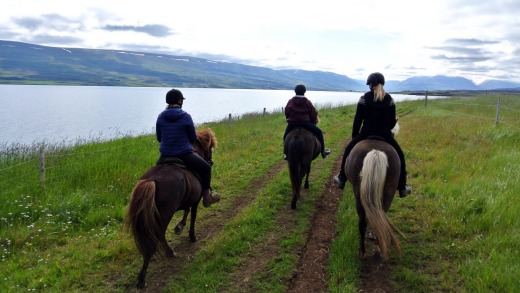 Skjaldarvik riding tours use the ancient small Icelandic horse.