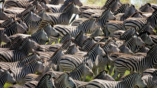 A herd of zebras on the move.