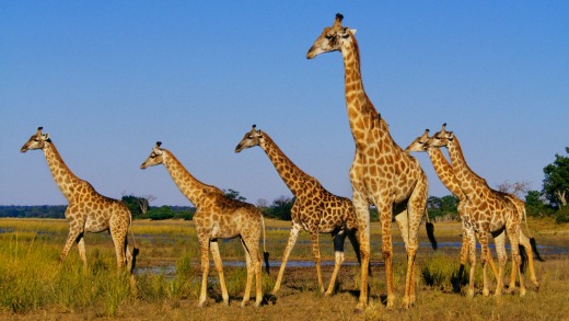 Giraffes beside a waterway in the Okavango Delta, Botswana.