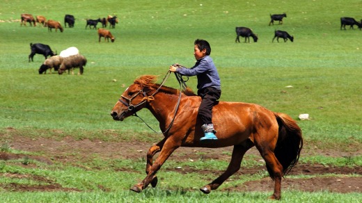 A shepherd tends his flock in Orkhon Valley, Ovorkhangai district, Mongolia.