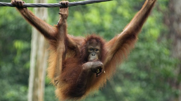 Orangutan at Sepilok Orangutan Rehabilitation Centre.