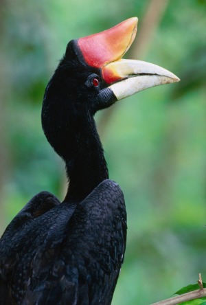 Rhinoceros hornbill.